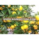 mandarin orange pulp for juice