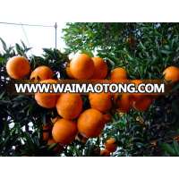 Mandarin Orange